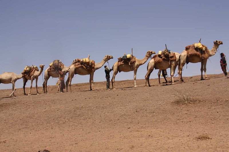 Camel Caravans of Djibouti
