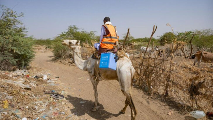 How Camels Deliver Life-Saving Vaccines to the World’s Most Remote Places