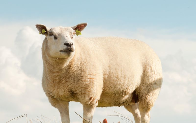 The Origins of Texel