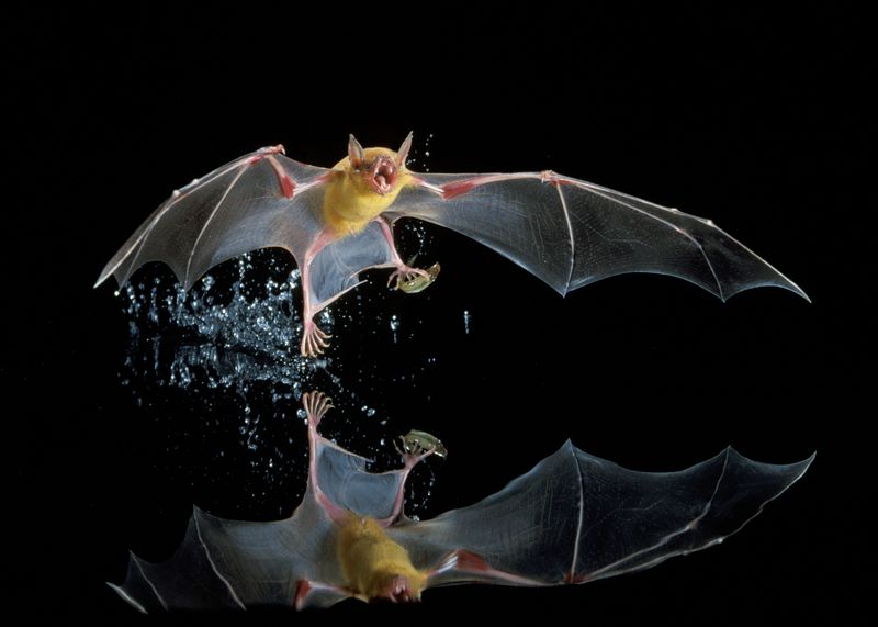 Greater Bulldog Bat