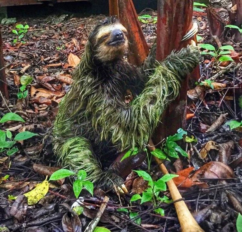 Sloth