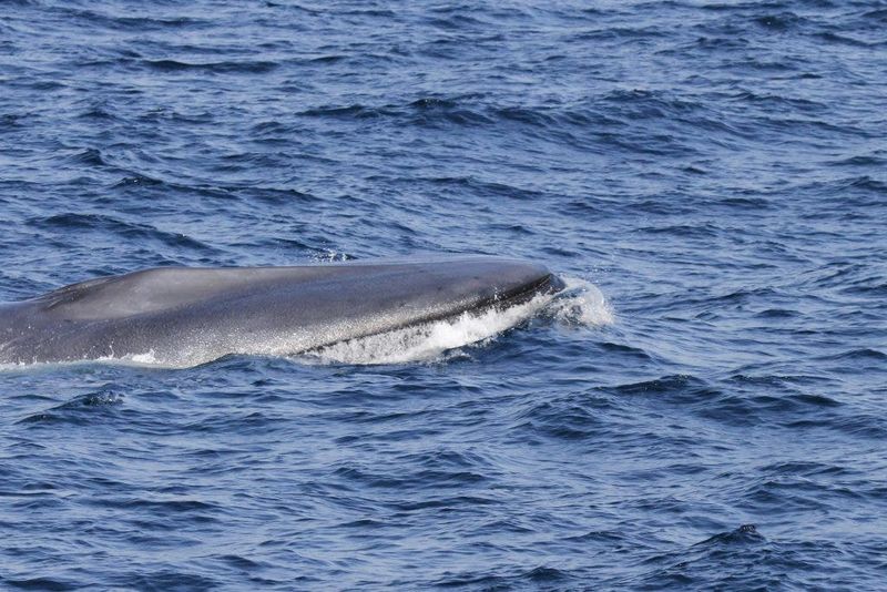 Blue Whale