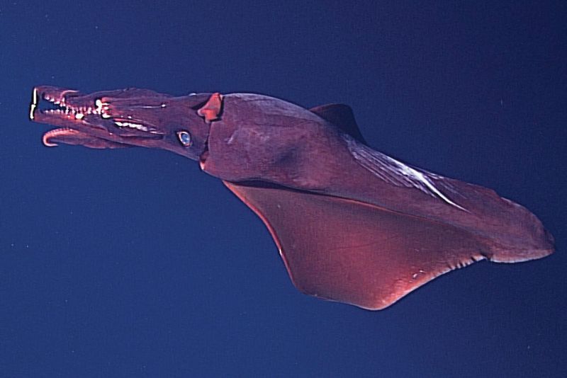 Dana Octopus Squid