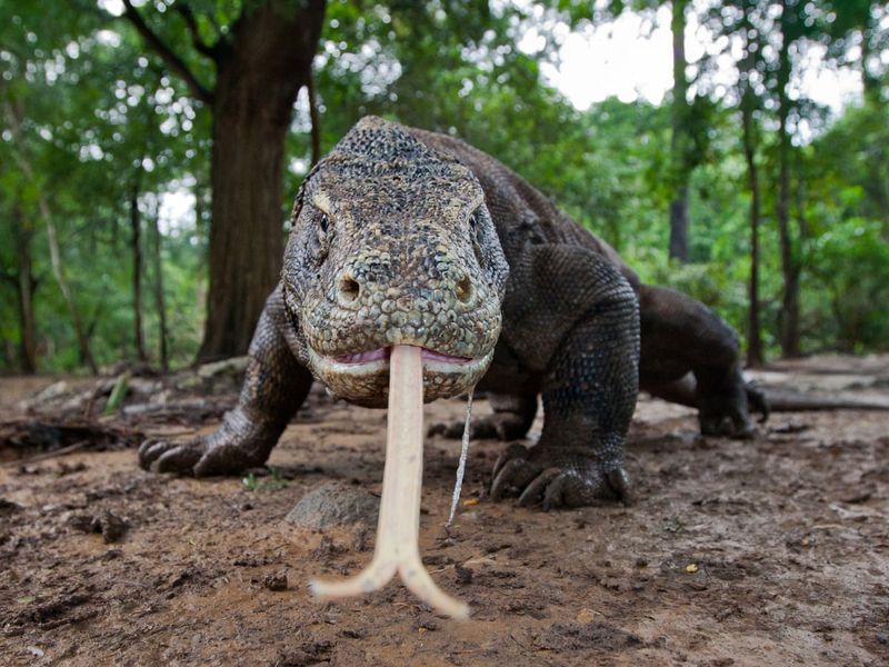 Komodo Dragon