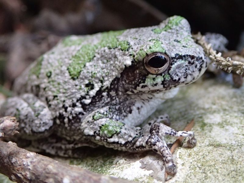 Gray Tree Frog