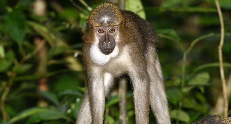 Mangabey Monkeys and Baboons