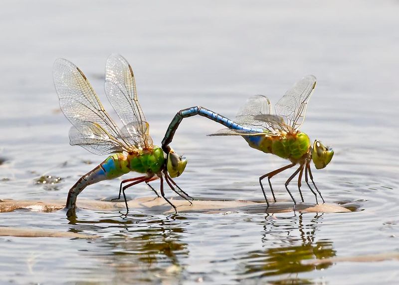 Green Darner Dragonflies