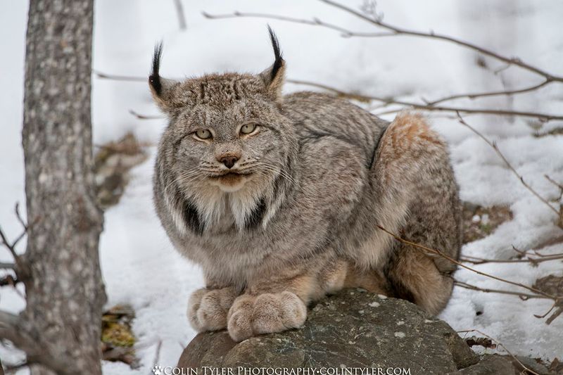 Lynx