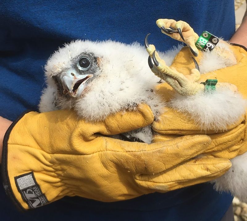 Peregrine Falcon