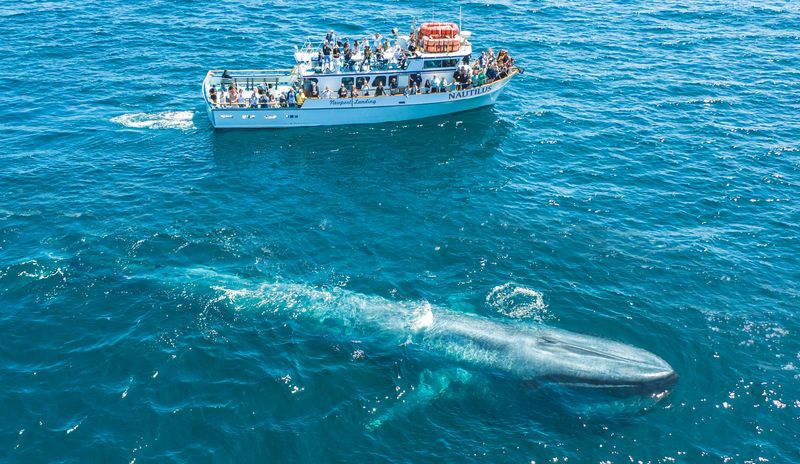 Blue Whale