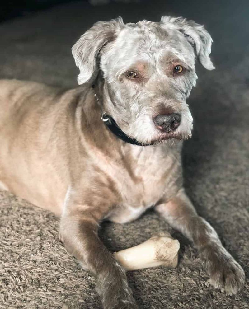 Pitbull Poodle Mix