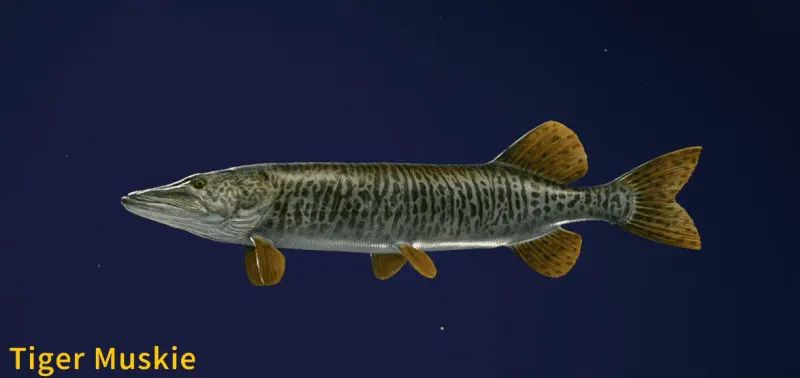 Tiger Muskie