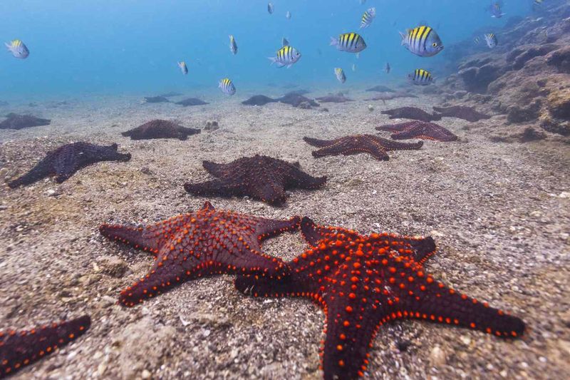 Starfish