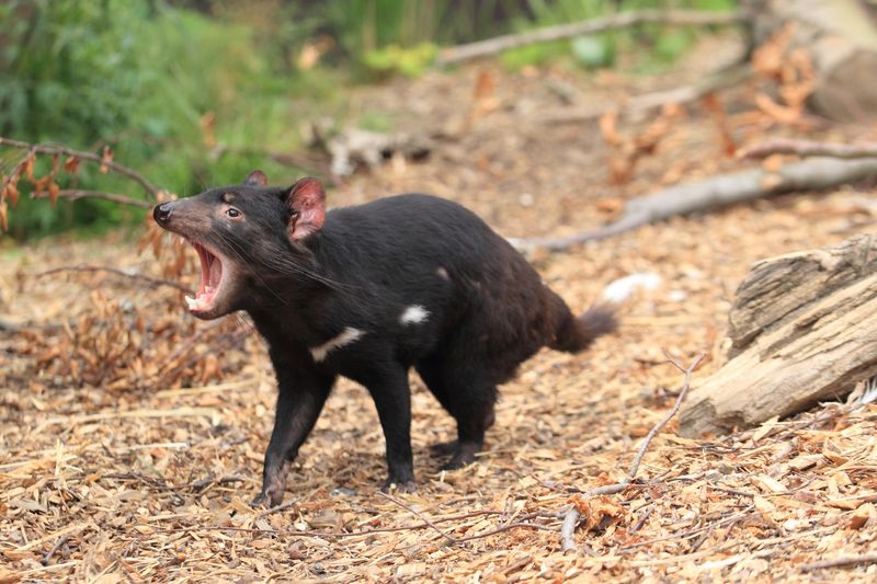 Tasmanian Devil