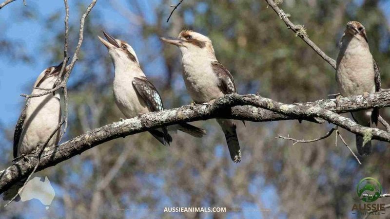Kookaburra