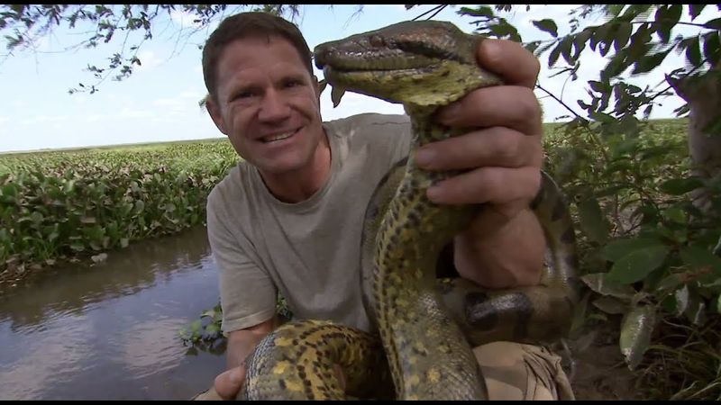 Anacondas