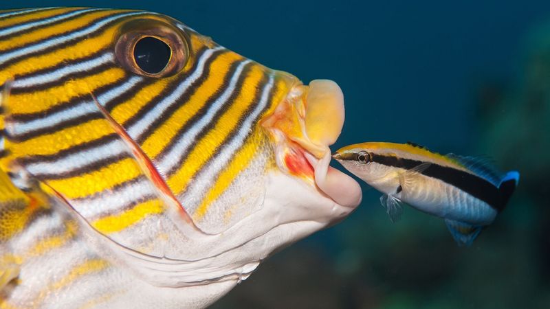Cleaner Fish