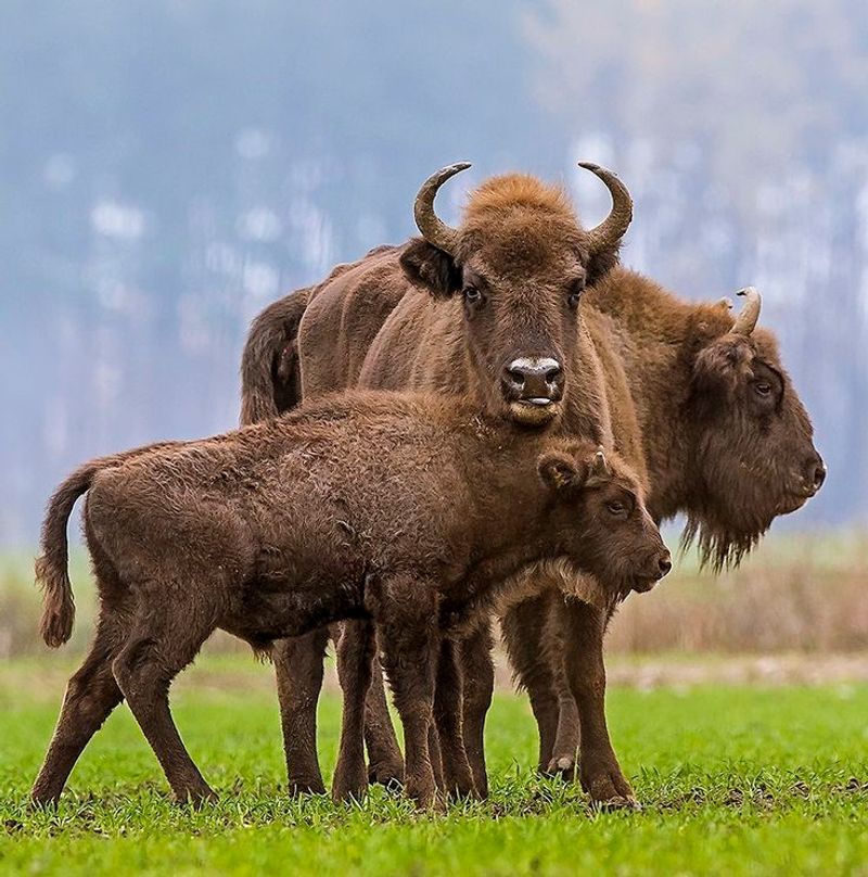 European Bison