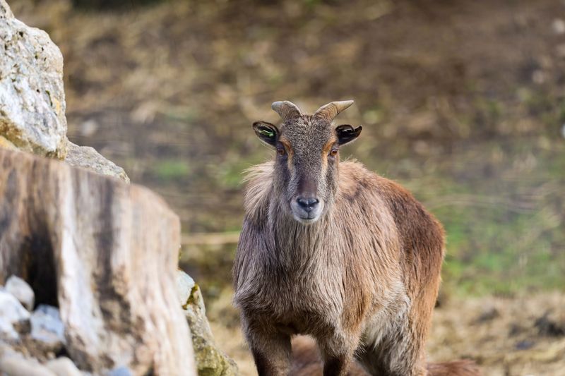 Himalayan Tahr