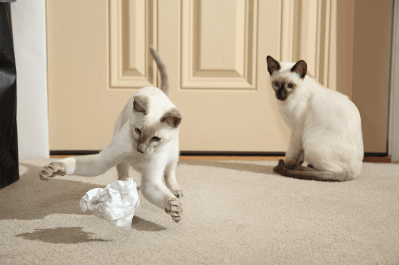 Paper Ball