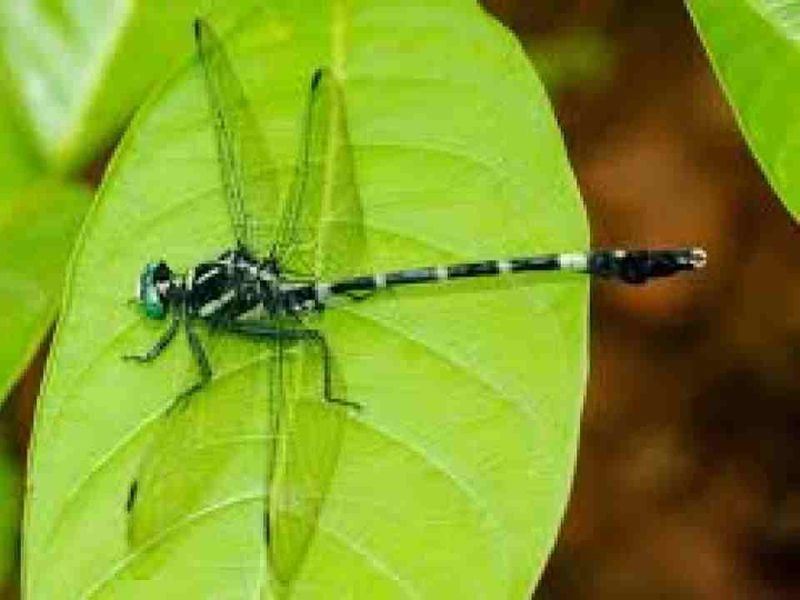 Dragonfly