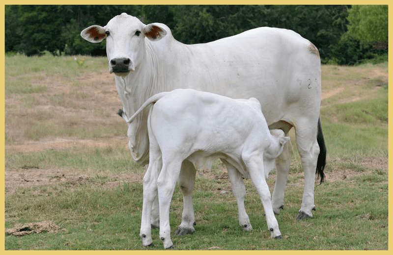 Strong Maternal Instincts