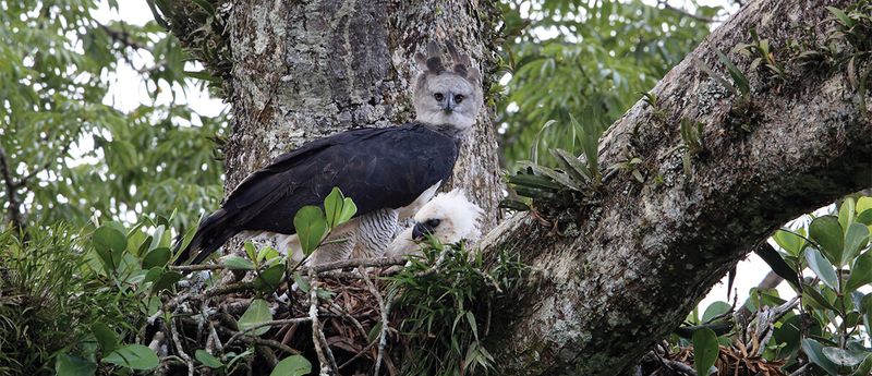 Endangered Majesty