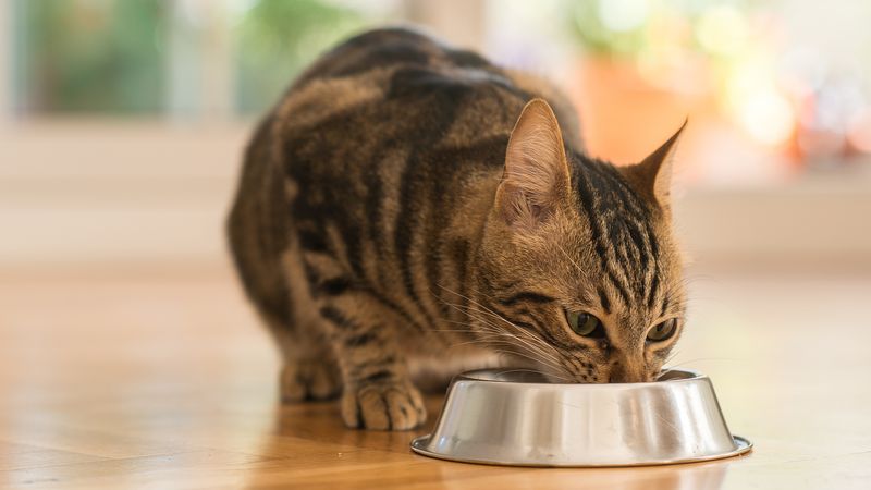 Unsuitable Cat Foods