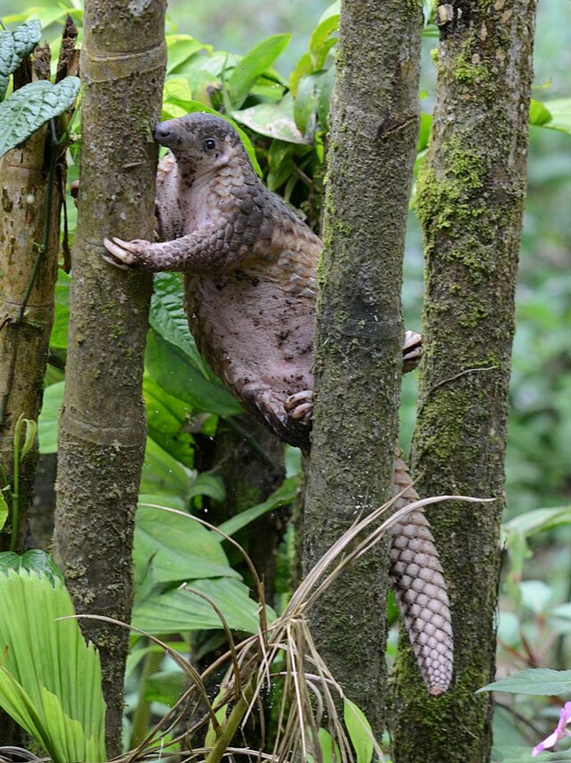 Sunda Pangolin