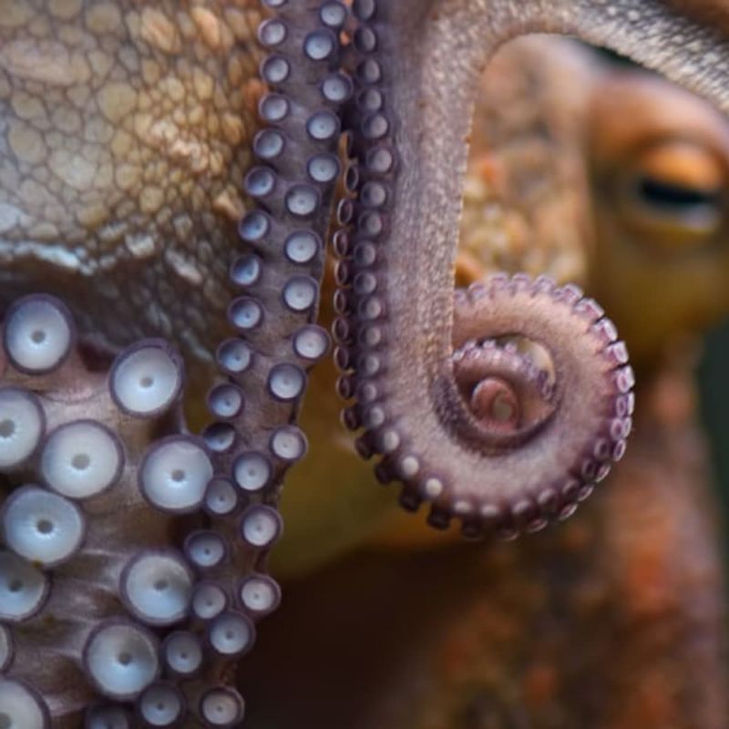 Regenerating Limbs