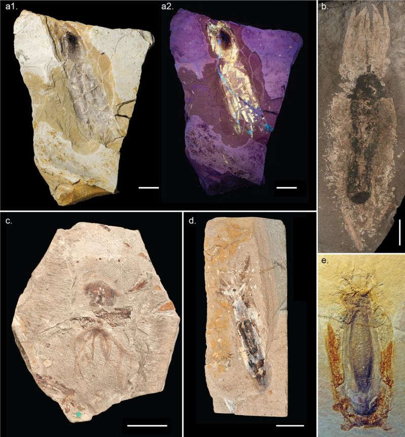 Fossil Records