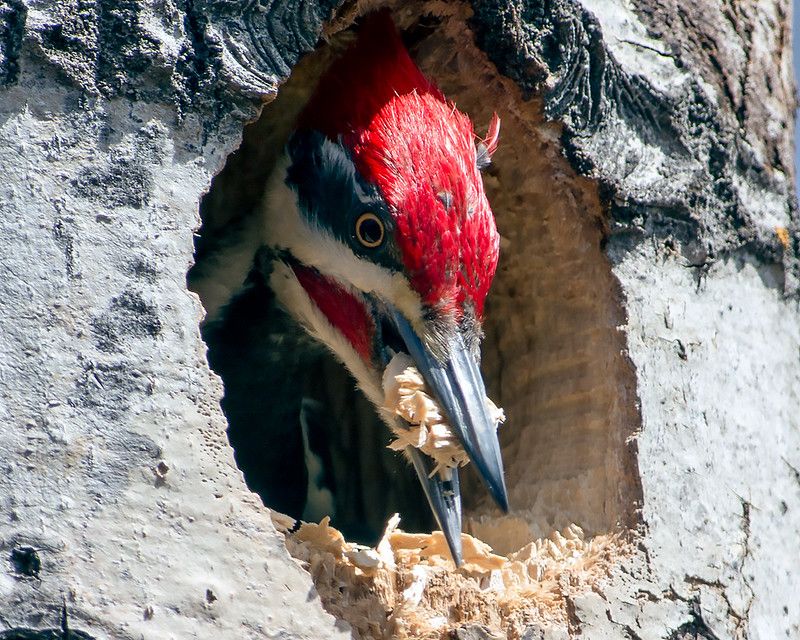 Nest Excavation