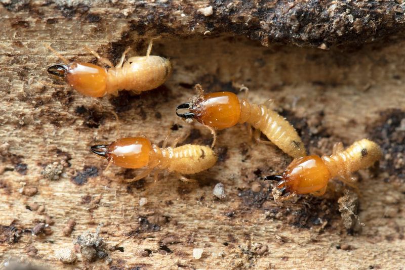 Termite Caste System