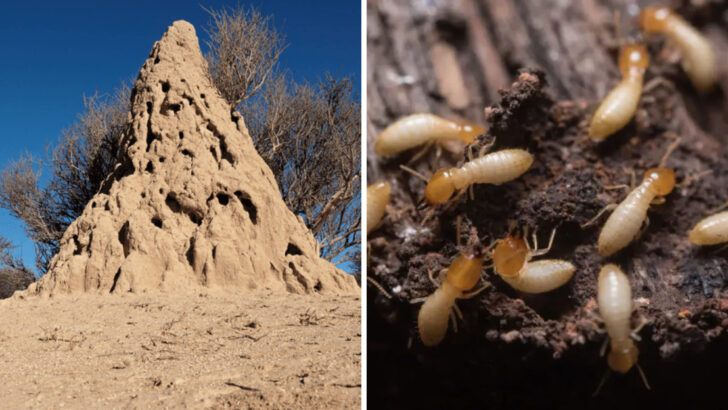 Inside the Colony: The Secret World of Termites