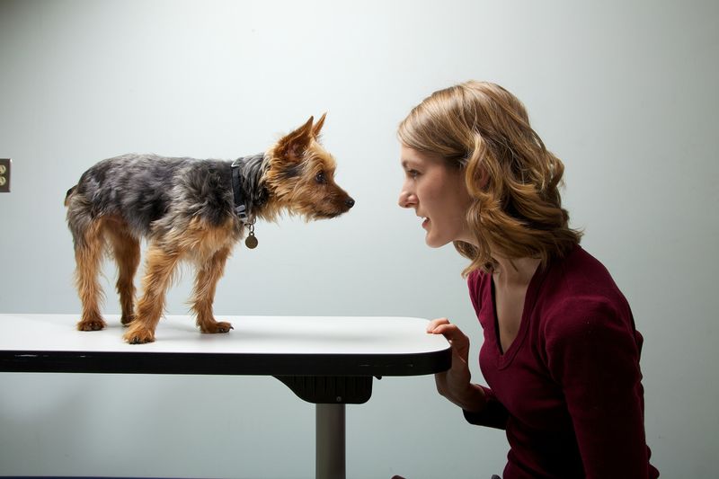 Analyze Their Interaction with Other Dogs