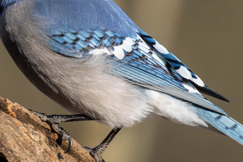 Majestic Plumage
