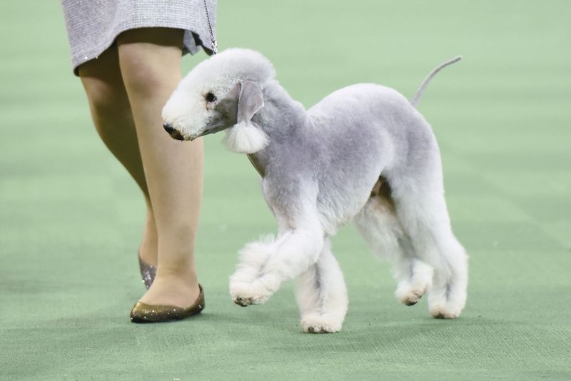 Hypoallergenic Coat