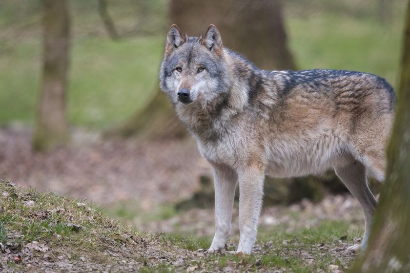 Eurasian Wolf (Canis lupus lupus)