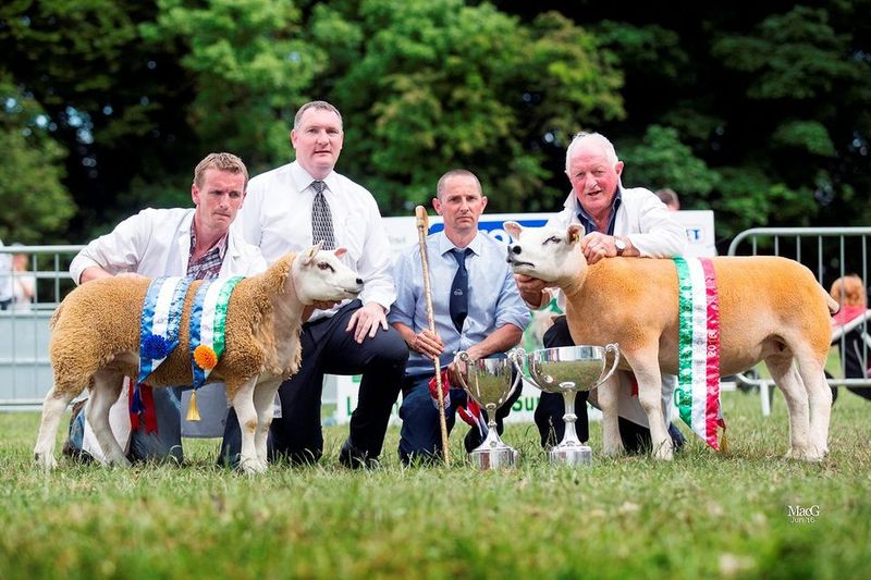 Texel Sheep Competitions