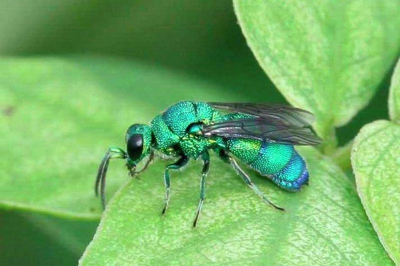 The Wasp’s Role in Ecosystems
