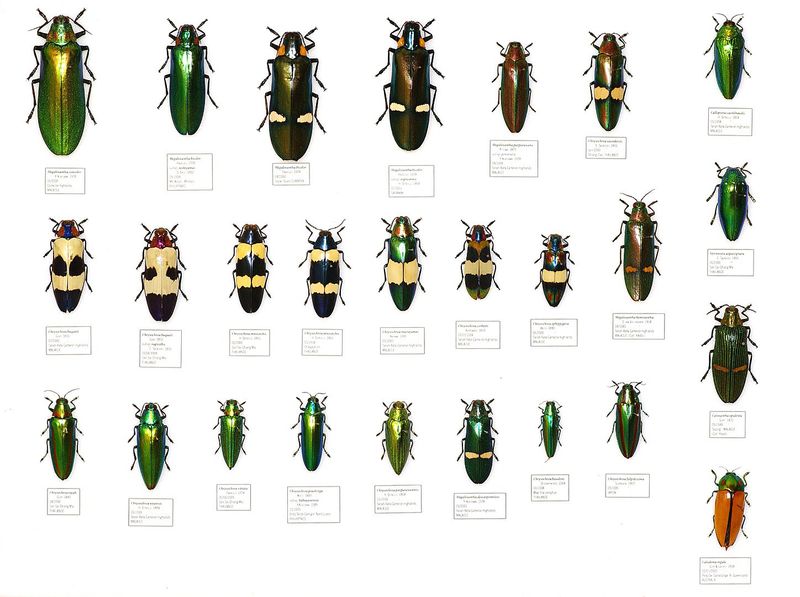 Diverse Species