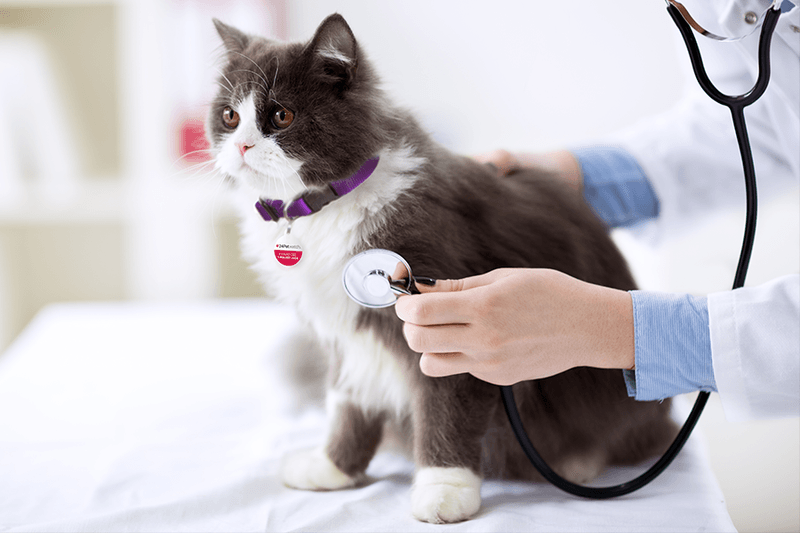 Health Care Needs