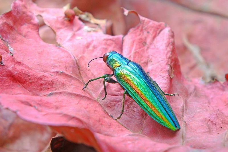 Intricate Wing Patterns