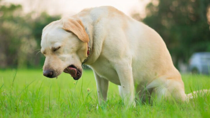 Is Your Dog Sick? 5 Subtle Signs You Shouldn’t Ignore
