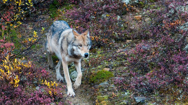 Denali National Park, Alaska