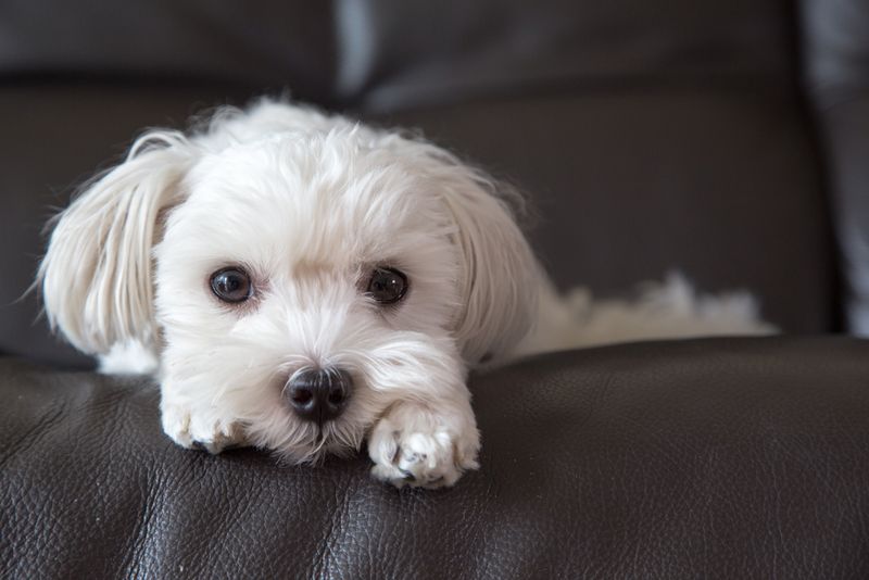 Maltese