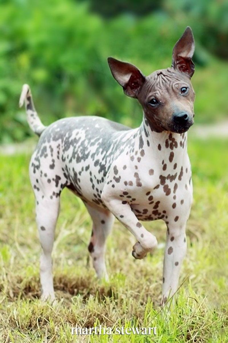 American Hairless Terrier