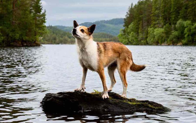 Norwegian Lundehund