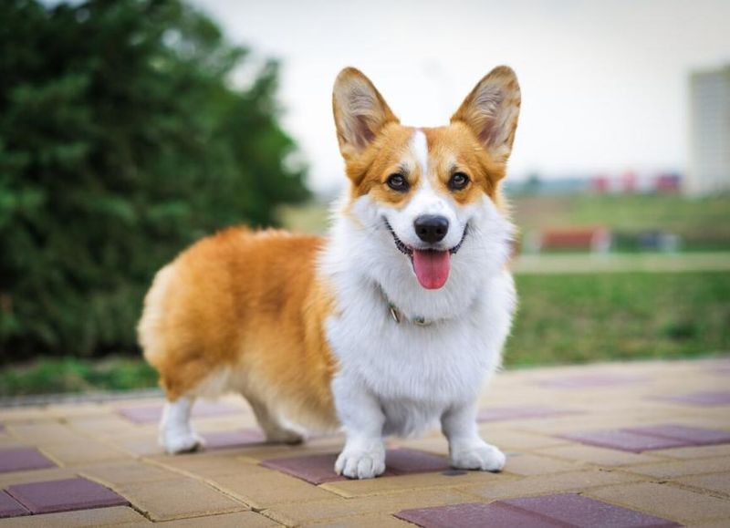 Pembroke Welsh Corgi