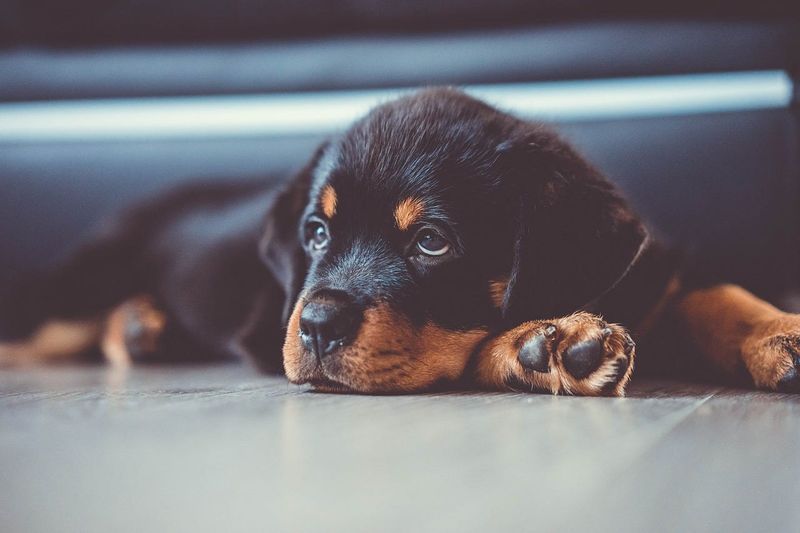 Rottweiler